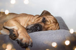 Ralph and Co Stonewash Dog Bed - Windsor Pillow